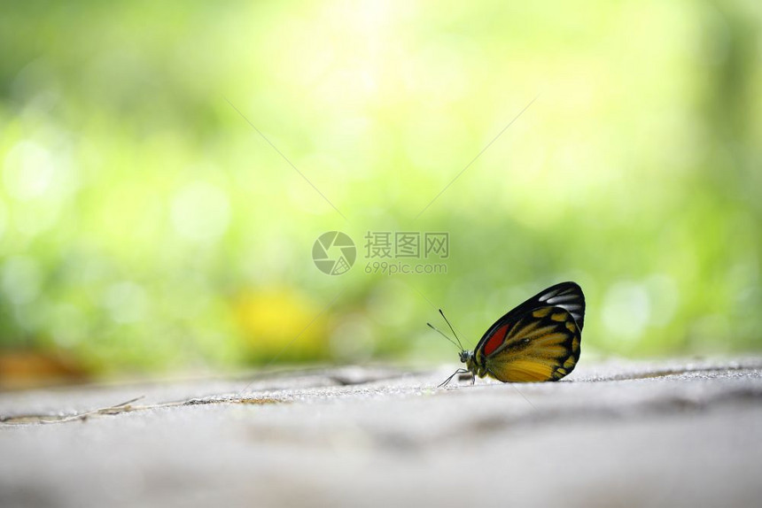 闭着绿色背景的蝴蝶图片