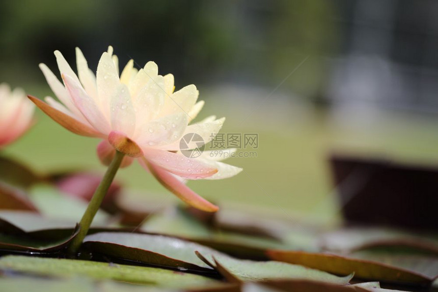 粉白色的莲花朵图片