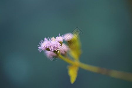 蓝色背景的小粉红花朵背景图片