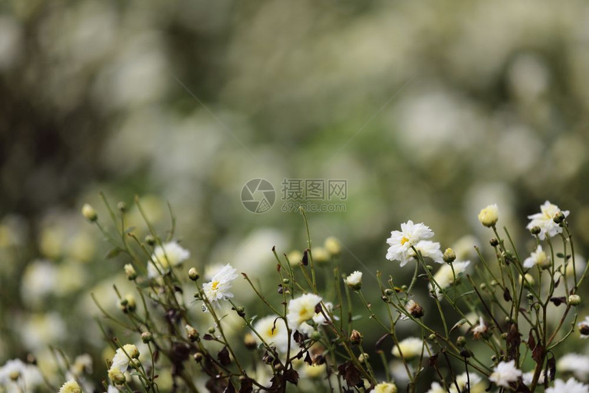 自然中的白花图片