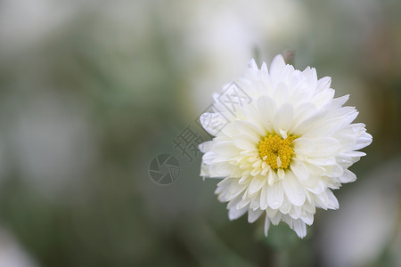自然中的白花图片