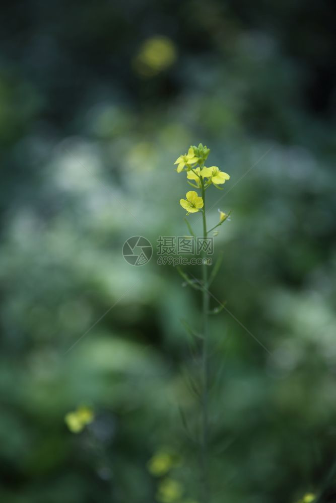 春天的黄色花朵紧闭图片