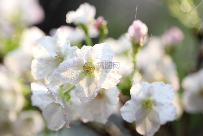 樱花雨滴图片