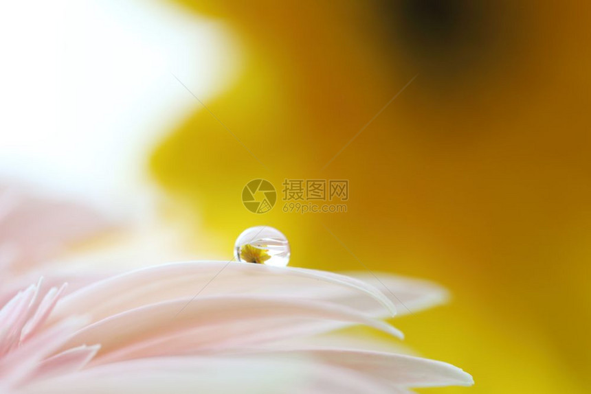 带雨滴的梅花图片