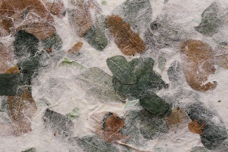 木莓纸质背景的条纹花背景图片