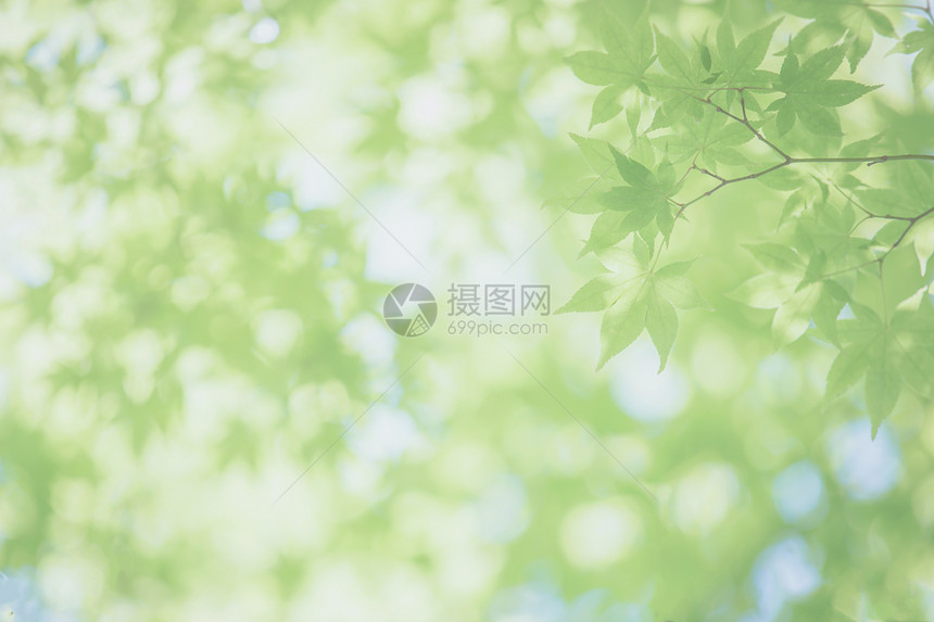 绿色的树叶日本绿树背景图片