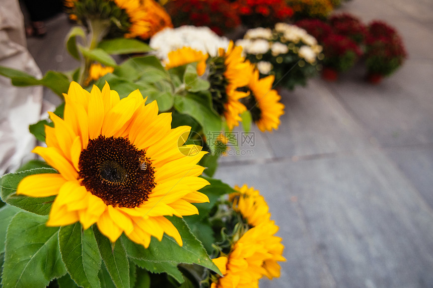 鲜花市场有蜜蜂的美丽黄向日葵花绿植物图片