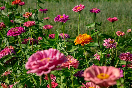 夏季公园里有不同的辛尼亚花朵自然开布局夏季美丽的辛尼亚花朵图片