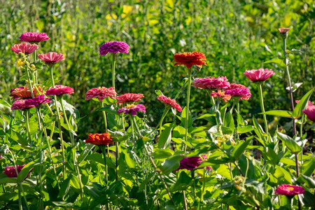 在阳光明媚的夏日一个乡村花园里有红色粉和紫的兹尼亚花朵美丽的自然布局在阳光明媚的一天花园里有各种朵多彩背景图片