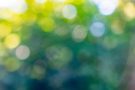 带阳光的模糊绿色叶子带黄bokeh圆环的自然背景带白色bokeh圆环的模糊黄色绿抽象布局背景图片