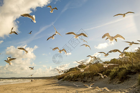 黑头海鸥飞越黄沙滩图片