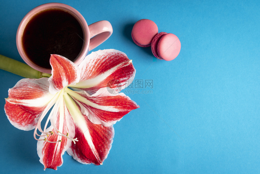 粉红色毛松一朵白大花和杯咖啡粉红色放在蓝背景上顶部视图带有复制空间最小的早餐环境图片