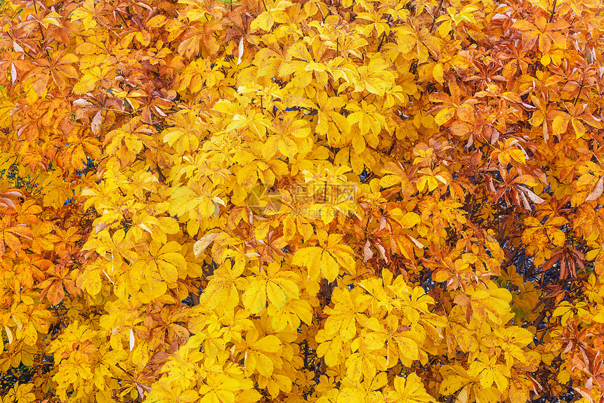 许多秋栗的黄色叶子图片