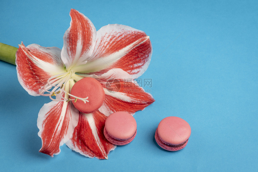 蓝色背景的花朵粉红饼干和花朵的多彩形象图片