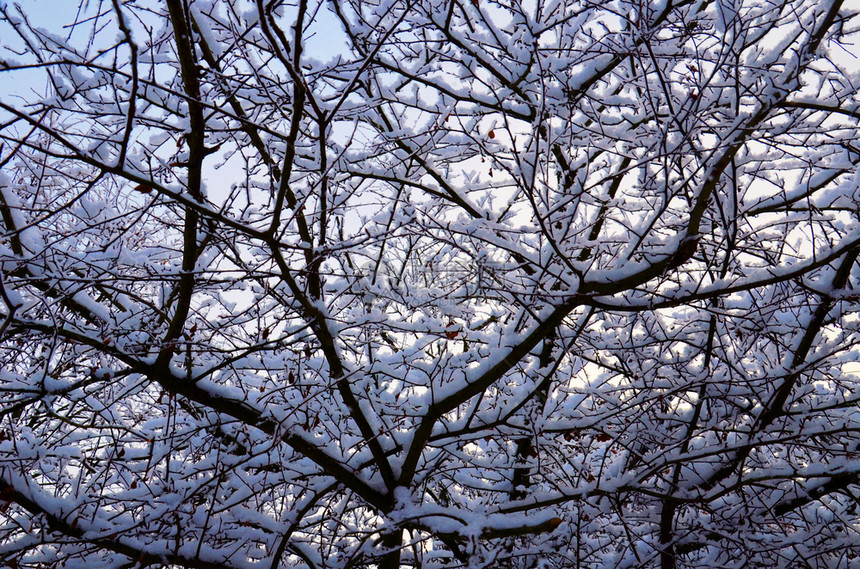 树丛的枝冰原中冬天景象图片