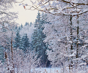 树枝和丛的在兰普冰中冬季森林景观图片