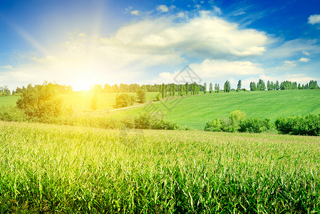 绿色的玉米田和明亮日出与蓝色天空图片
