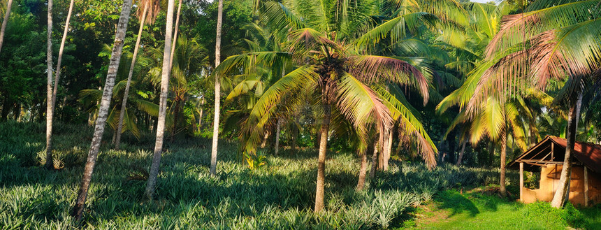 有椰子棕榈和菠萝种植的热带花园图片