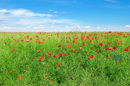 绿色强暴种子和蓝天空背景的明亮红辣椒图片
