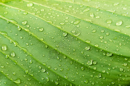 绿色叶纹理与雨水滴新鲜的自然背景图片