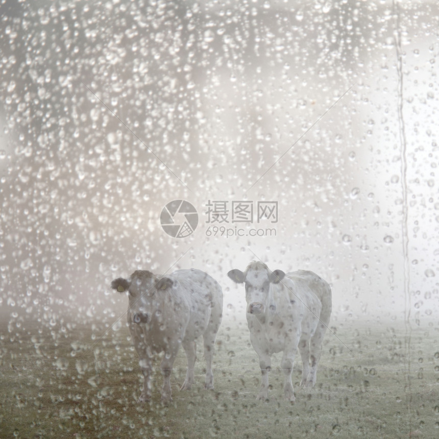 两头白肉牛早在河内草地露出浓湿的挡风玻璃图片