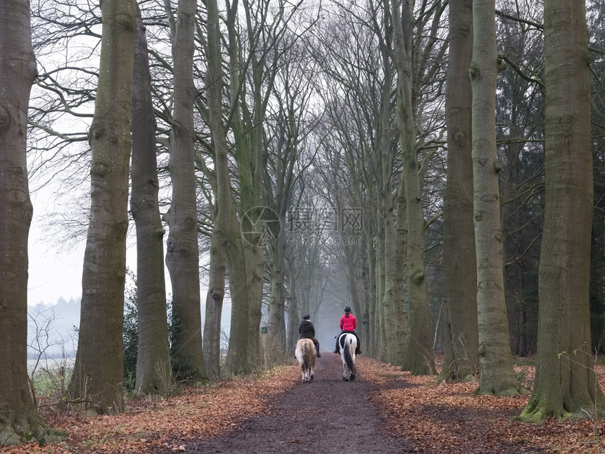 两女孩骑马走在森林道路上图片