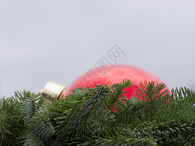大红球升起后绿色的红球升起后绿色的fir作为圣诞节装饰品图片