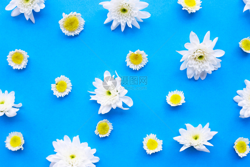 蓝纸背景上的菊花图片