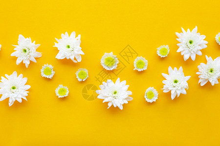 黄纸背景上的菊花图片