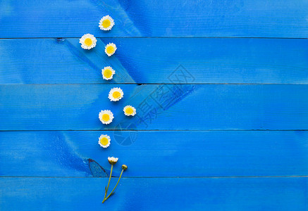 蓝木本底的菊花复制空间图片