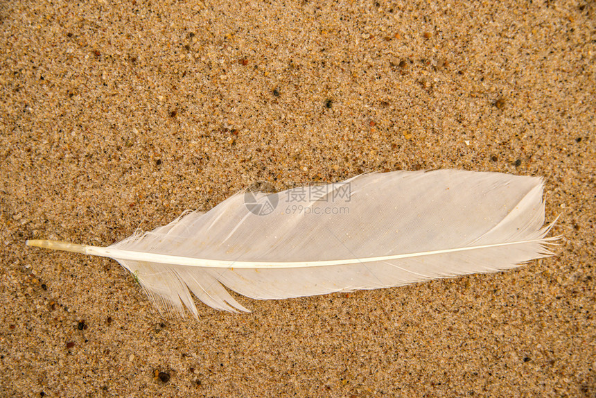 沙滩上的羽毛图片