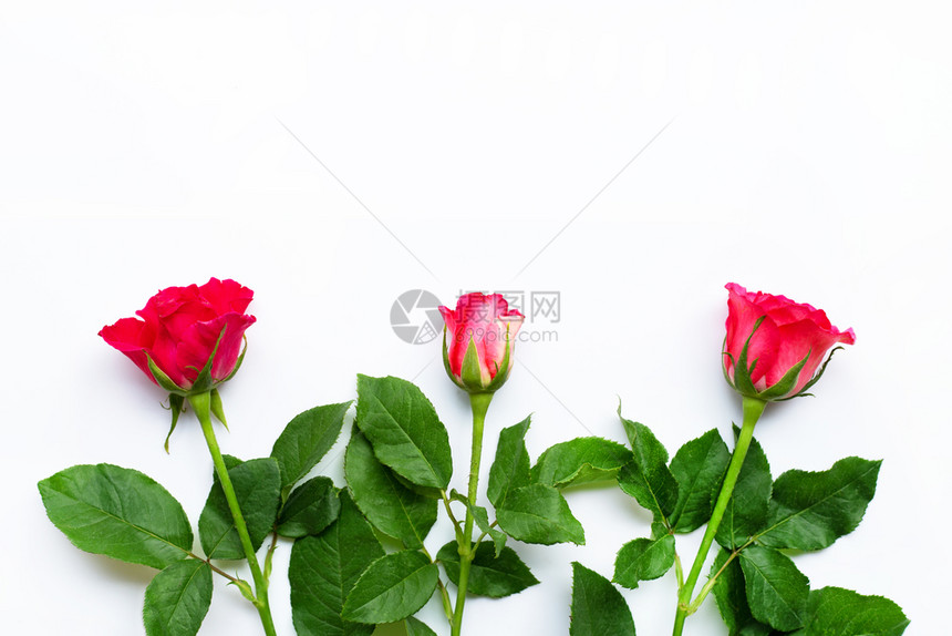 白色背景上的玫瑰花复制空格图片