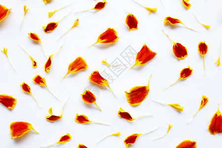 白色背景的红黄金花瓣图片