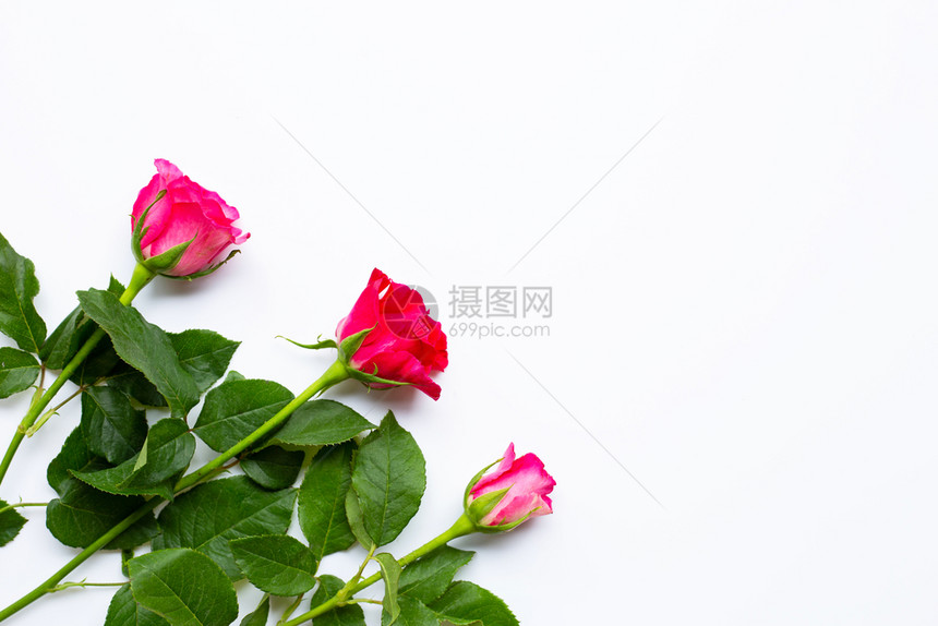 白色背景上的玫瑰花复制空格图片