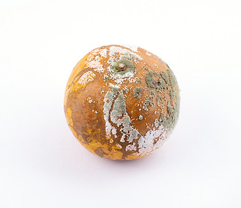 真菌门白底的腐烂和霉状橙色背景