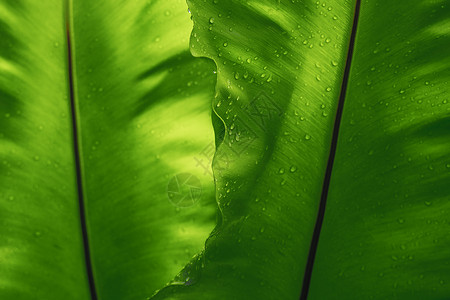 绿叶纹理雨滴空间背景图片