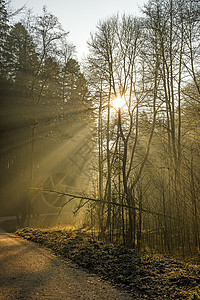 森林中的阳光图片