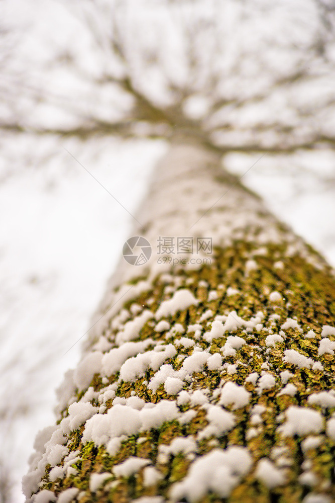 雪在蜂蜜树皮上图片