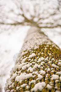 雪在蜂蜜树皮上背景图片