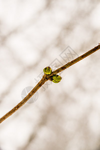 雪中树苗的芽图片