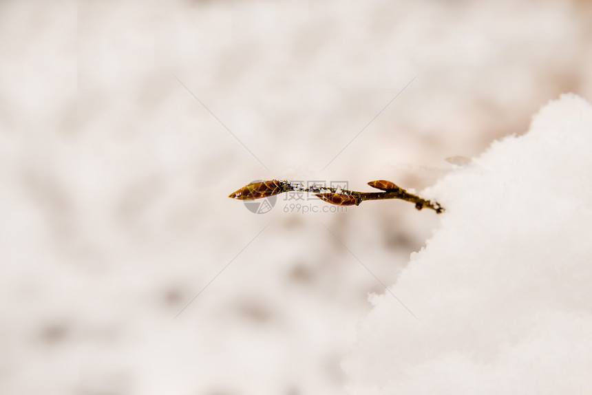 雪中树苗的芽图片