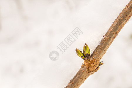 雪中树苗的芽图片