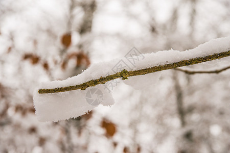 树枝上有雪帽背景图片