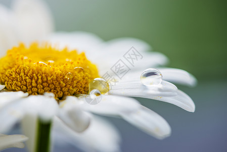 甘菊花瓣上滴水图片