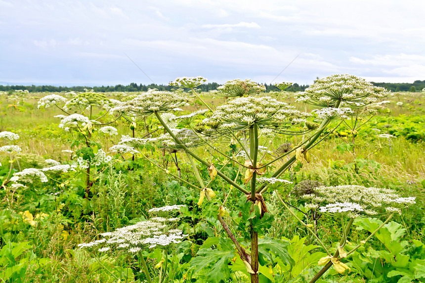 田野中盛开的白花猪草沙司诺夫斯基图片