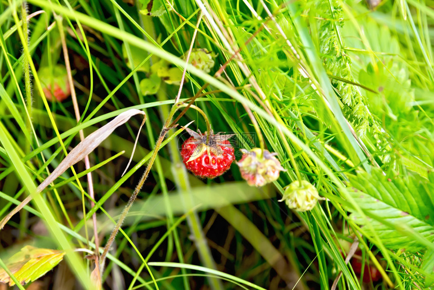 绿草背景的野生成熟草莓图片