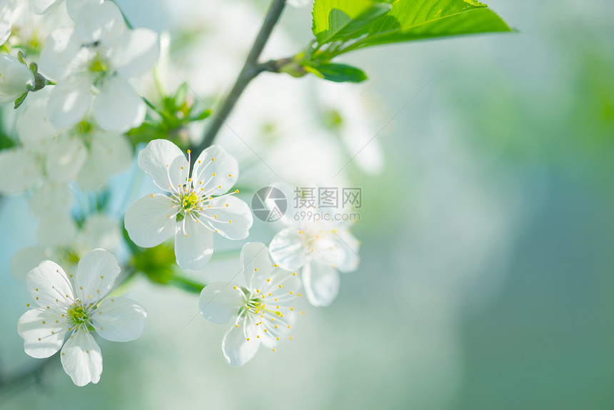 蓝天背景下的白樱花美丽春枝图片