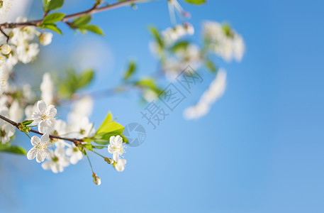 白樱花的美丽枝在蓝天空背景的下带有复制空间背景图片