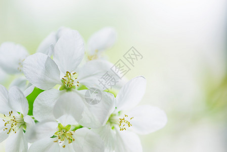 白苹果树花在春园紧贴有复制空间图片