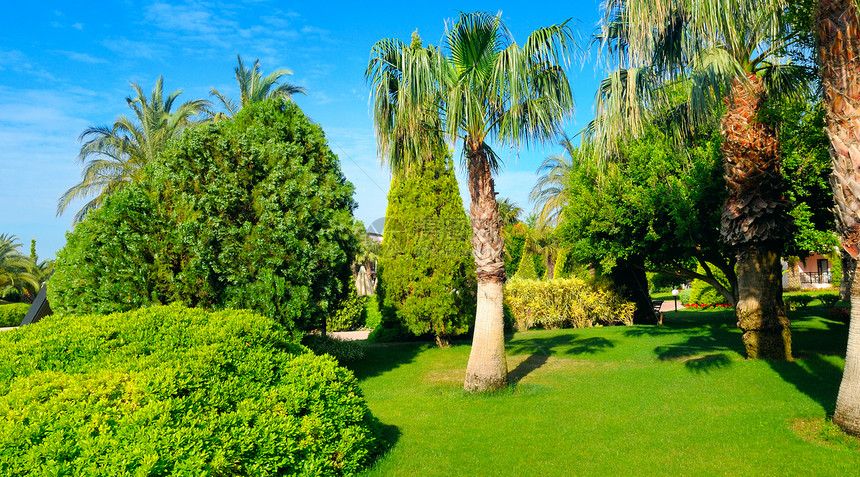 有棕榈树和绿草坪的热带花园阳光明媚的一天宽阔照片图片